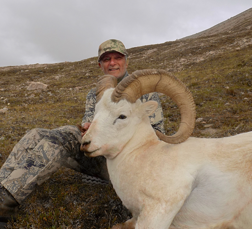 Bill-Kulungian-Dall-Sheep