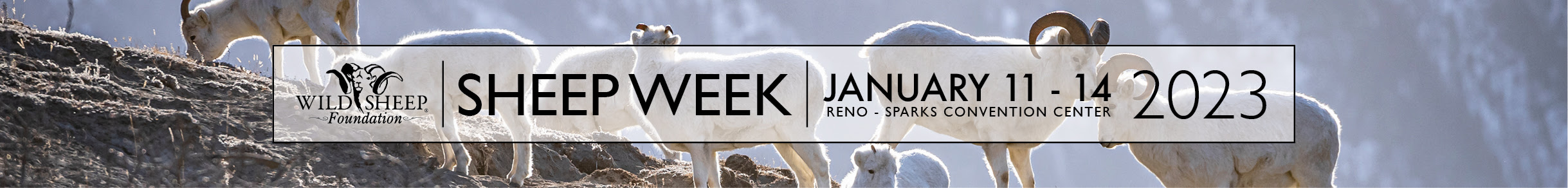 Sheep Week Banner
